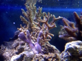 Previous image